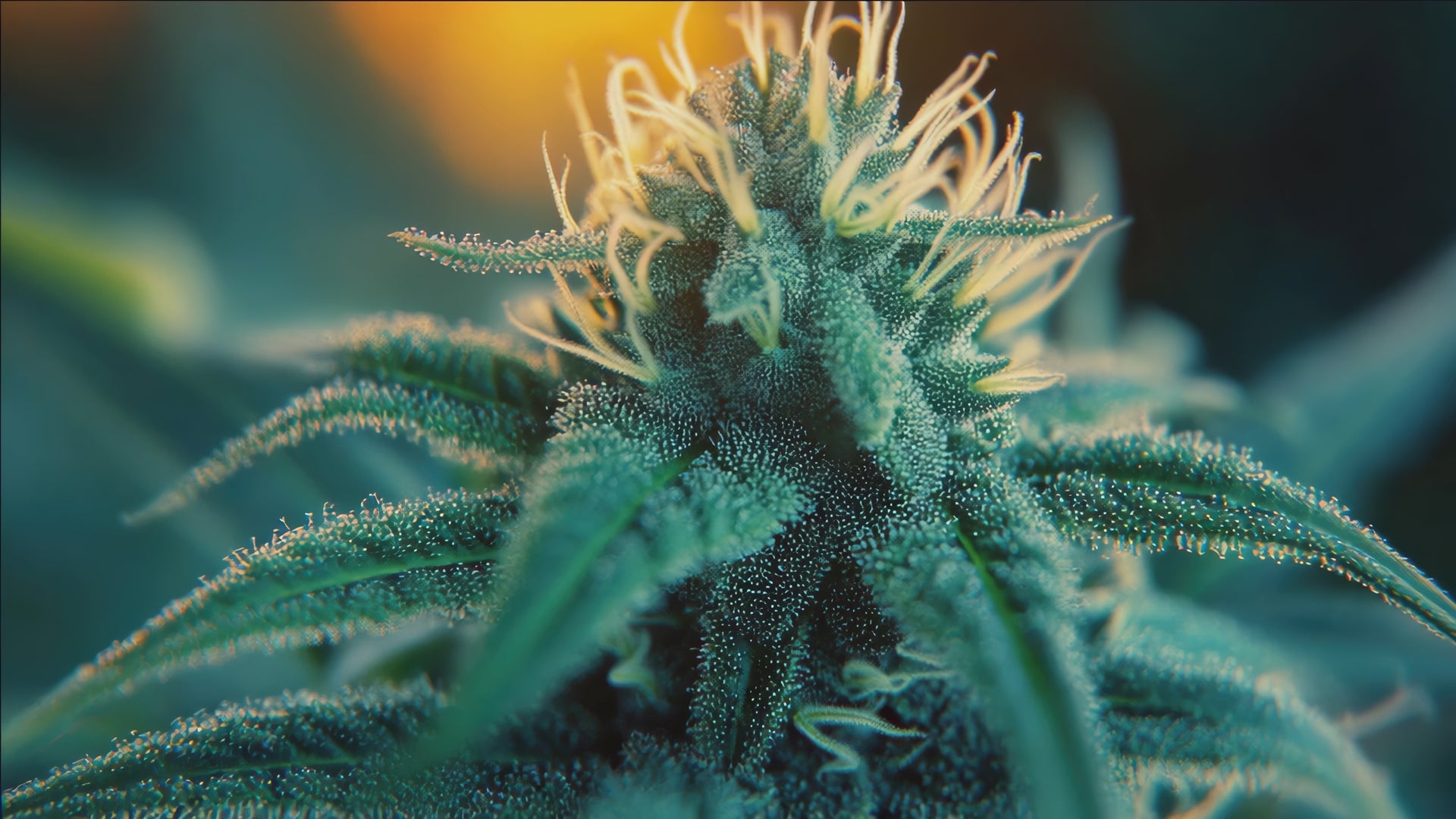 Load video: shop now